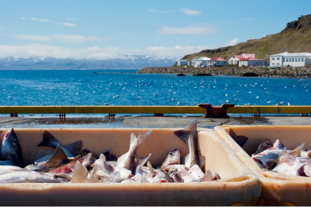漁港で水揚げされた魚と海、沿岸の集落が見える風景。特定技能「漁業」での人材採用解説用イメージ。