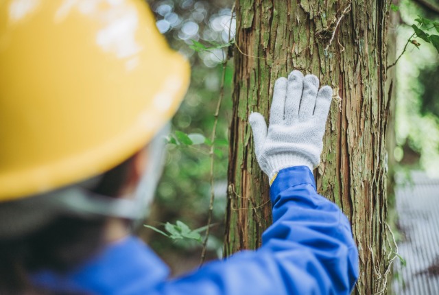 森林調査の様子 黄色いヘルメットと手袋を着用した作業員が、森林で木の幹を触って状態を確認している林業の現場。