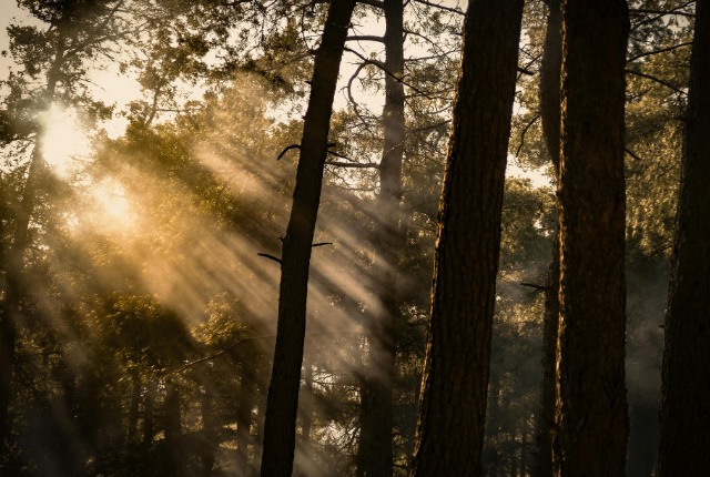 林業産業 朝日が差し込む森林の風景。木々の間から柔らかな光が射し込み、林業の自然環境を感じさせる神秘的な森の様子。