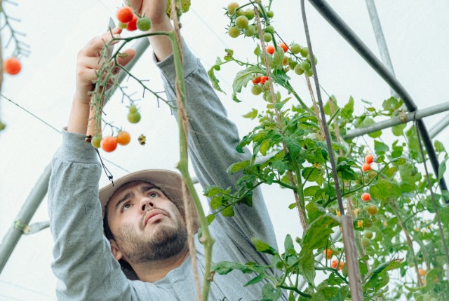 温室でミニトマトを収穫する外国人。特定技能2号の農業分野で働く熟練人材のイメージ。
