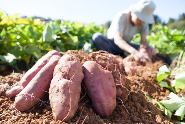 畑でサツマイモを収穫する作業者。農業分野の特定技能2号外国人が担う収穫作業のイメージ。