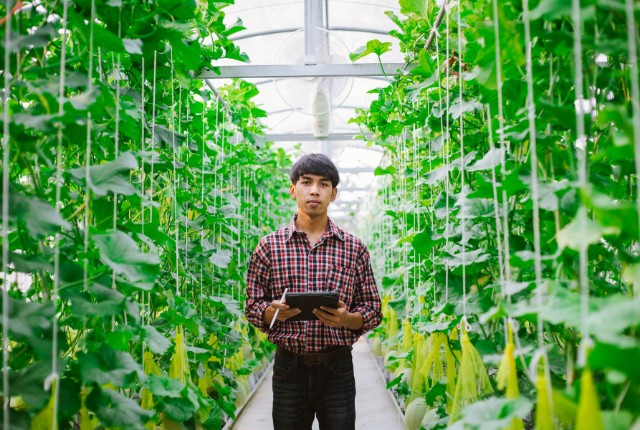 ハウス内でタブレットを持つ外国人農業技能者。特定技能2号の熟練人材としてデータ管理を行う様子。