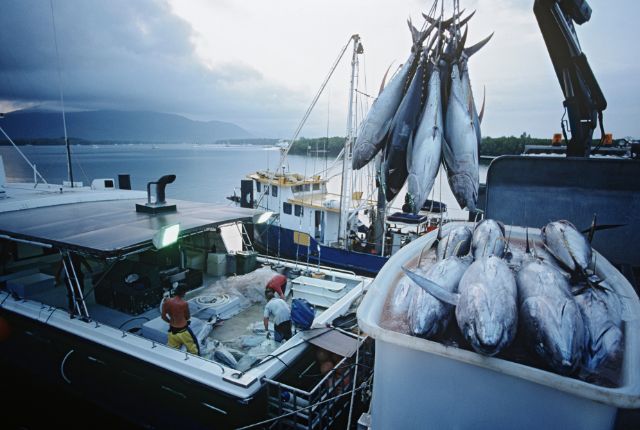 漁船で水揚げされた大型のマグロをクレーンで積み下ろす様子。漁業現場の作業風景と海上の船。